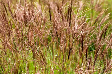 miscanthus sinensis  red chief  - afbeelding 1