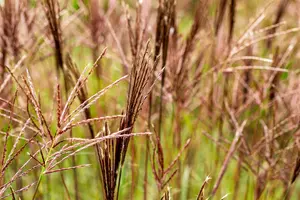 miscanthus sinensis  red chief  - afbeelding 3