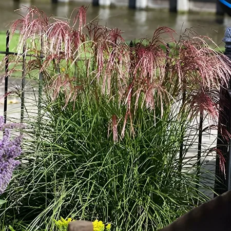 miscanthus sinensis  red cloud ®