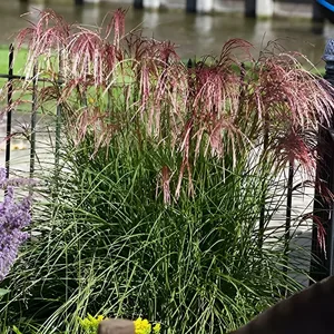 miscanthus sinensis  red cloud ®