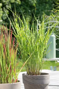 miscanthus sinensis  strictus  - afbeelding 4