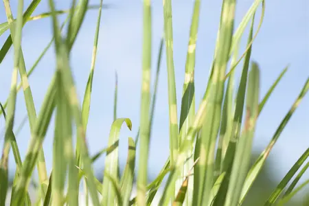 miscanthus sinensis  strictus  - afbeelding 5