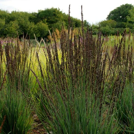 molinia caerulea  moorflamme 