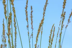 molinia caerulea  moorhexe  - afbeelding 5