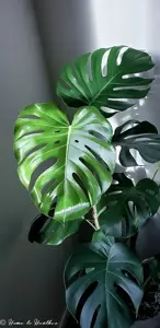 monstera deliciosa