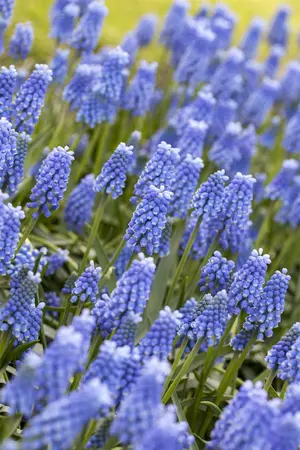 muscari blue magic - afbeelding 1