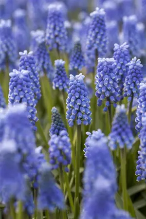 muscari blue magic - afbeelding 2