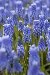 muscari blue magic - afbeelding 2