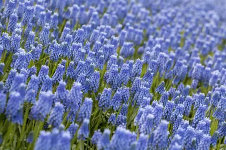 muscari blue magic - afbeelding 3