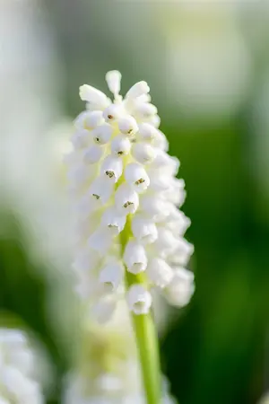 muscari white magic - afbeelding 2