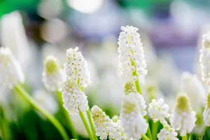 muscari white magic - afbeelding 3