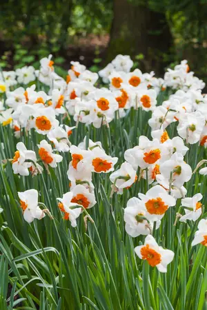 narcissus - afbeelding 5