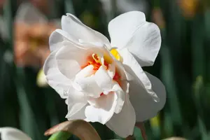 narcissus