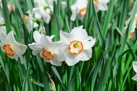 narcissus - afbeelding 3