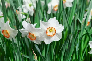 narcissus - afbeelding 3