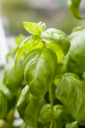 ocimum basilicum - afbeelding 2