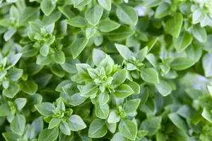 ocimum basilicum - afbeelding 5