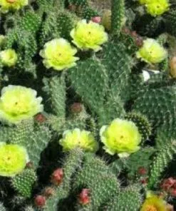opuntia humifusa