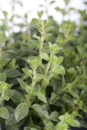 origanum vulg.  hot spicy  - afbeelding 2