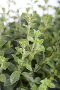 origanum vulg.  hot spicy  - afbeelding 2
