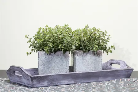 origanum vulg.  hot spicy  - afbeelding 1