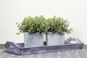 origanum vulg.  hot spicy