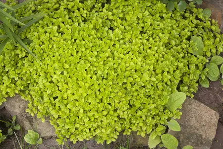 origanum vulg.  hot spicy  - afbeelding 3
