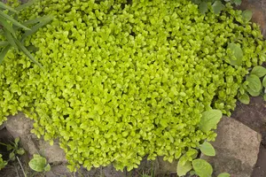 origanum vulg.  hot spicy  - afbeelding 3
