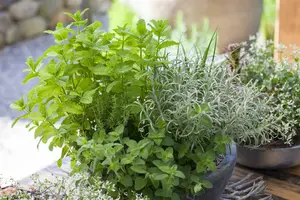 origanum vulg.  hot spicy  - afbeelding 4