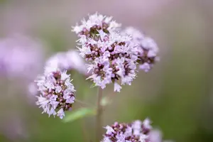 origanum vulg.  hot spicy  - afbeelding 5