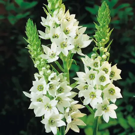 ornithogalum