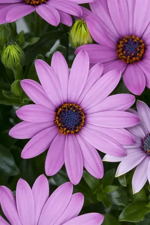 osteospermum - afbeelding 4