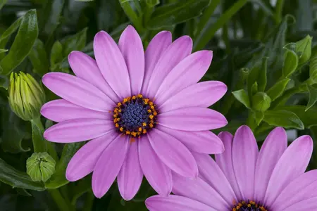 osteospermum - afbeelding 5