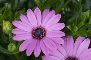 osteospermum - afbeelding 5
