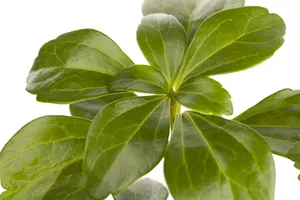 pachysandra terminalis