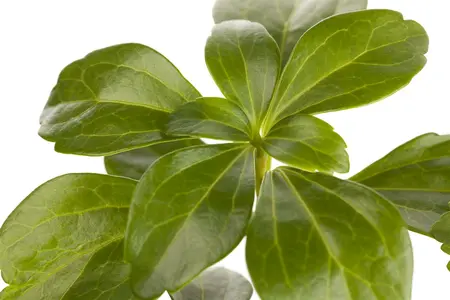 pot9cm - afbeelding 1