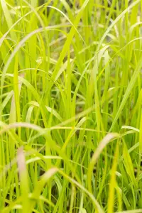 panicum virgatum  heavy metal  - afbeelding 3