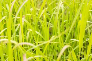 panicum virgatum  heavy metal  - afbeelding 2