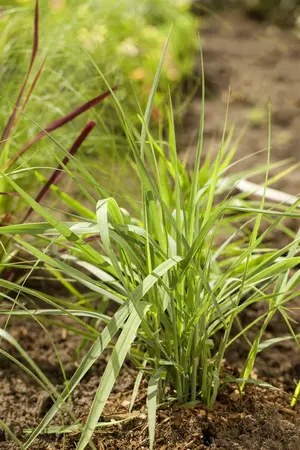 panicum virgatum  prairy sky  - afbeelding 4