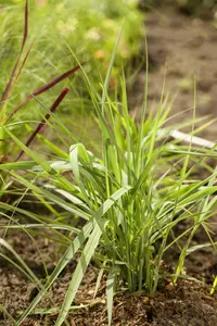panicum virgatum  prairy sky  - afbeelding 4