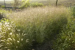 panicum virgatum  shenandoah  - afbeelding 1