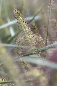 pennisetum al. hameln