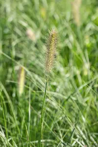 pennisetum al.  little bunny  - afbeelding 2