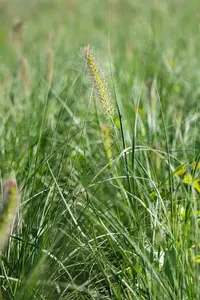 pennisetum al.  little bunny  - afbeelding 3