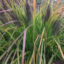 pennisetum alopecuroides  black beauty