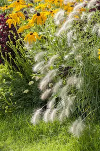 pennisetum alopecuroides  hameln  - afbeelding 3