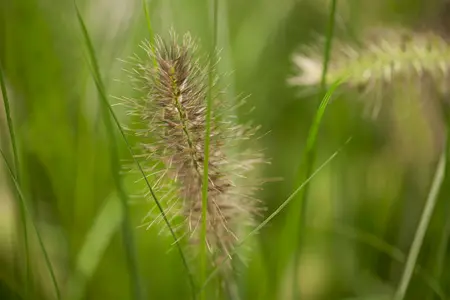 pennisetum alopecuroides  hameln  - afbeelding 2