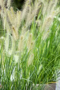 pennisetum alopecuroides  little bunny  - afbeelding 1