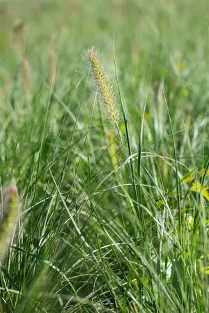 pennisetum alopecuroides  little bunny  - afbeelding 3