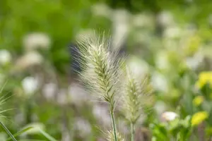 pennisetum alopecuroides  little bunny  - afbeelding 4
